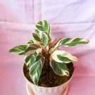 Calathea Fusion White Flower Home Rare Plant Live Plant For Your Home Garden