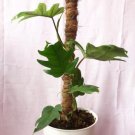 Philodendron 'mayoi' Starter Flower Home Rare Plant Live Plant For Your Home Garden