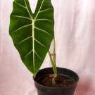 Alocasia Frydek Starter Flower Home Rare Plant Live Plant For Your Home Garden