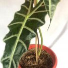 Alocasia Amazonica Flower Home Rare Plant Live Plant For Your Home Garden