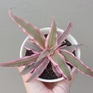 Cryptanthus bromeliad pink Flower Home Rare Live Plant For Your Home Garden