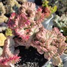 Euphorbia lactea 'cristata' Rare Flower Home Rare Live Plant For Your Home Garden