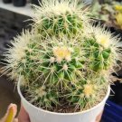 echinocactus grusonii cluster Cactus Rare Flower Home Rare Live Plant For Your Home Garden