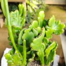 Euphorbia alluaudii Cristata Rare Flower Home Rare Live Plant For Your Home Garden