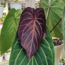 Anthurium Red Crystallinum Rare Flower Home Rare Live Plant For Your Home Garden
