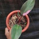 Philodendron Pink Princess Rare Flower Home Rare Live Plant For Your Home Garden