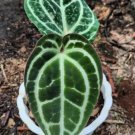 Anthurium Silver Blush Rare Flower Home Rare Live Plant For Your Home Garden