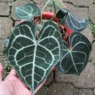 Anthurium crystallinum Rare Flower Home Rare Live Plant For Your Home Garden