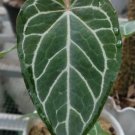 Anthurium Crystallinum Plant Rare Flower Home Rare Live Plant For Your Home Garden