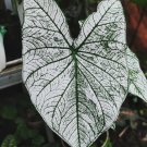 White Christmas Caladium Bulb Rare Flower Home Rare Plant For Your Home Garden