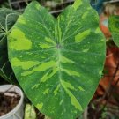 Colocasia 'Midori Sour' Rare Flower Home Rare Plant For Your Home Garden