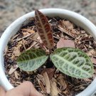 Labisia Turtle Back Plant Rare Flower Home Rare Live Plant For Your Home Garden