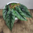Alocasia reversa African Mask Plant Rare Flower Home Rare Live Plant For Your Home Garden