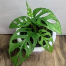 Monstera Adansonii Swiss Cheese Plant Rare Flower Home Rare Live Plant For Your Home Garden