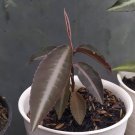 labisia pumila red sp Plant Rare Flower Home Rare Live Plant For Your Home Garden