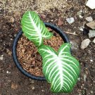 Syngonium Lindenii Plant Rare Flower Home Rare Live Plant For Your Home Garden