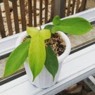 Philodendron Bipennifolium Aurea Plant Rare Flower Home Rare Live Plant For Your Home Garden