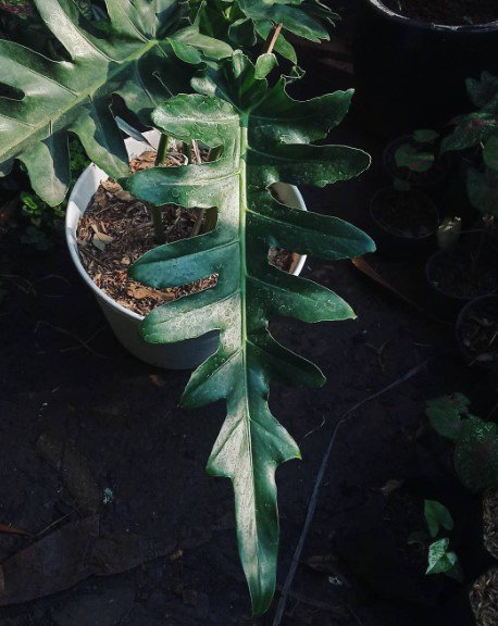 Philodendron Bob Cee Plant Rare Flower Home Rare Live Plant For Your Home Garden