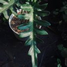 Philodendron Bob Cee Plant Rare Flower Home Rare Live Plant For Your Home Garden