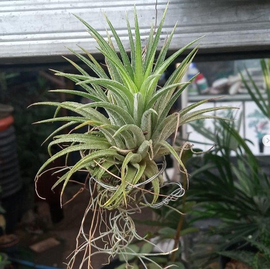 Ionantha Druid Blushing Air Plant Rare Flower Home Rare Live Plant For Your Home Garden