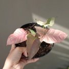 Rare Syngonium Neon Plant Rare Flower Home Rare Live Plant For Your Home Garden