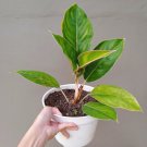 Aglaonema pink aurora Plant Rare Flower Home Rare Live Plant For Your Home Garden
