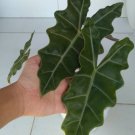 alocasia sanderiana Plant Rare Flower Home Plant For Your Home Garden