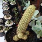 Mammillaria elongata Gold Plant Rare Flower Home Plant For Your Home Garden