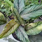 Calathea Ornata Starter Plant Rare Flower Home Plant For Your Home Garden