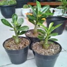 Adenium Obesum Starter Plant Rare Flower Home Plant For Your Home Garden