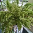 Polypodiophyta Fern Plant Rare Flower Home Plant For Your Home Garden