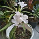 Ruellia Tuberosa White Plant Rare Flower Home Plant For Your Home Garden