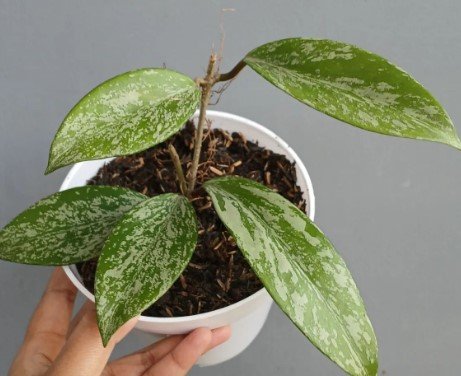 Hoya pubicalyx 'Pink Silver Splash' Plant Rare Flower Home Plant For Your Home Garden
