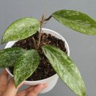 Hoya pubicalyx 'Pink Silver Splash' Plant Rare Flower Home Plant For Your Home Garden