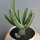 Euphorbia Heterochroma Plant Rare Flower Home Plant For Your Home Garden