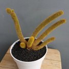 Golden Tail Cactus Plant Rare Flower Home Plant For Your Home Garden