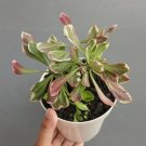Euphorbia Monadenium Stapelioides Plant Rare Flower Home Plant For Your Home Garden