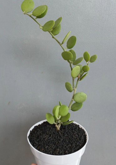 Silver Dollar Plant Rare Flower Home Plant For Your Home Garden