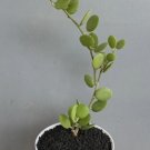 Silver Dollar Plant Rare Flower Home Plant For Your Home Garden