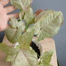 Syngonium Pink Spot Plant Rare Flower Home Plant For Your Home Garden