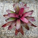 Bromeliad Neoregelia Fireball Plant Rare Flower Home Plant For Your Home Garden