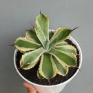 Variegated Agave potatorum Plant Rare Flower Home Plant For Your Home Garden