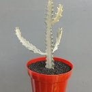 Euphorbia Lactea White Ghost Plant Rare Flower Home Plant For Your Home Garden