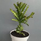 euphorbia wakefieldii Plant Rare Flower Home Plant For Your Home Garden