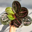 Calathea Black Lipstick Plant Rare Flower Home Plant For Your Home Garden