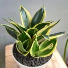 Sansevieria Green Yellow Plant Rare Flower Home Plant For Your Home Garden