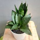 Sansevieria trifasciata hahnii Plant Rare Flower Home Plant For Your Home Garden