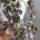 Pink Variegated String of Hearts Plant Rare Flower Home Plant For Your Home Garden