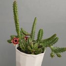 Huernia Schneideriana Red Plant Rare Flower Home Plant For Your Home Garden