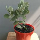 Kalanchoe Millotii Plant Rare Flower Home Plant For Your Home Garden